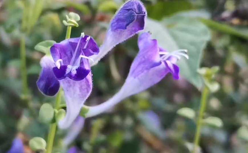药用植物(药材植物)