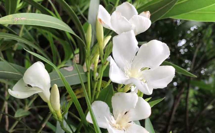 有毒植物(毒性植物)