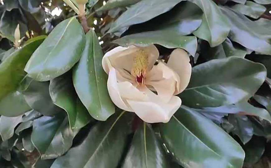 光合作用(光合反应)