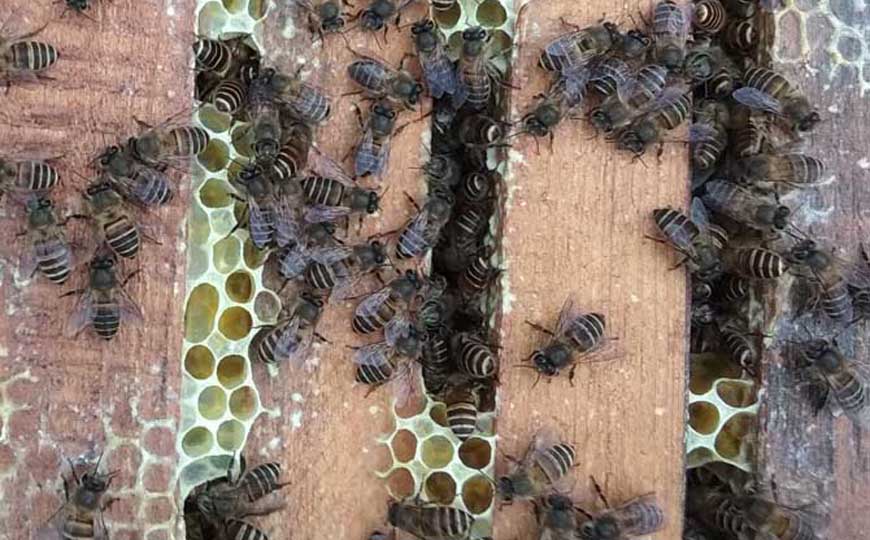 群居动物(群生动物)