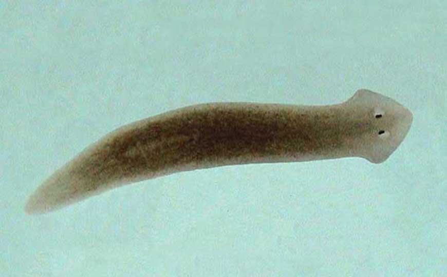 扁形动物(扁形动物门)