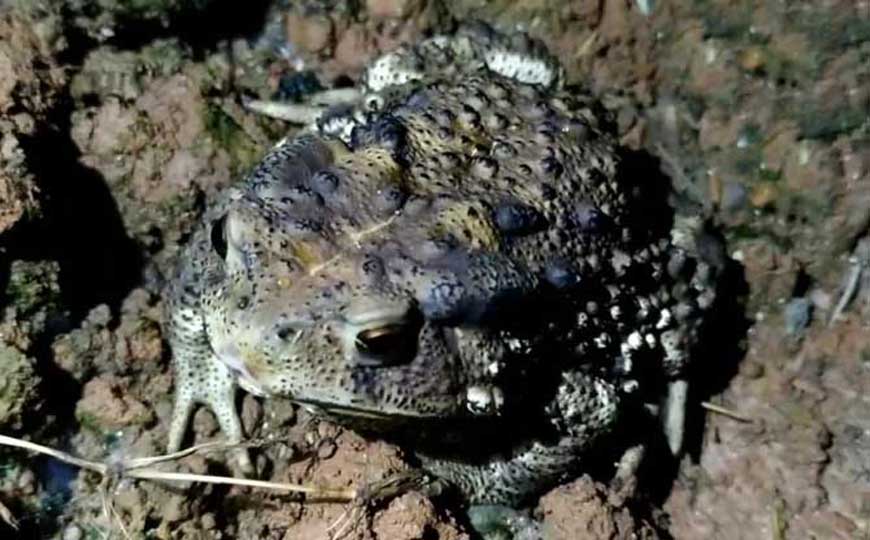 变温动物(冷血动物)