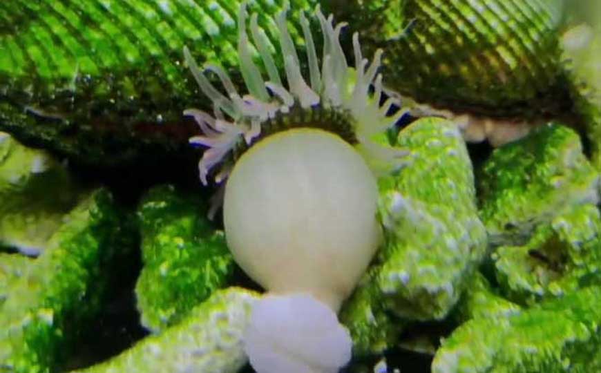 刺胞动物(刺胞动物门、腔肠动物)