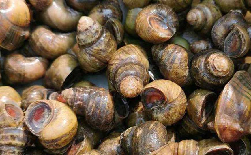 软体动物(软体动物门)