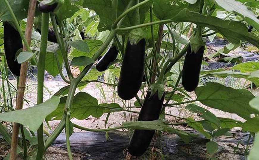 茄子(矮瓜、落苏)