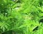 青蒿是什么植物？