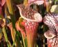 食虫植物(食肉植物)