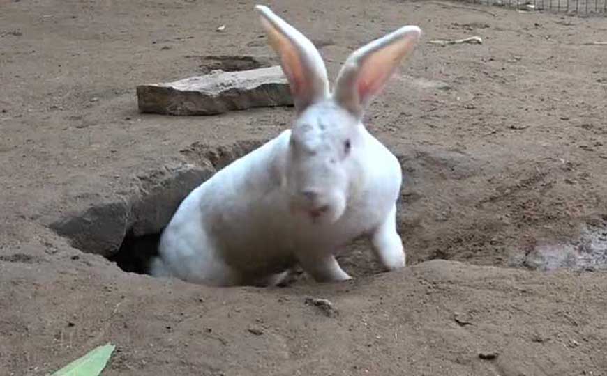 兔(兔子、白兔)