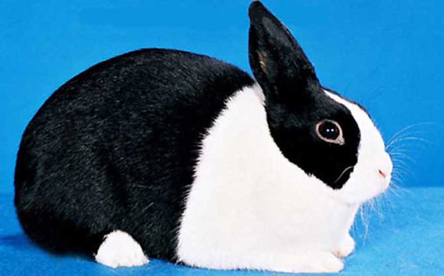 荷兰兔