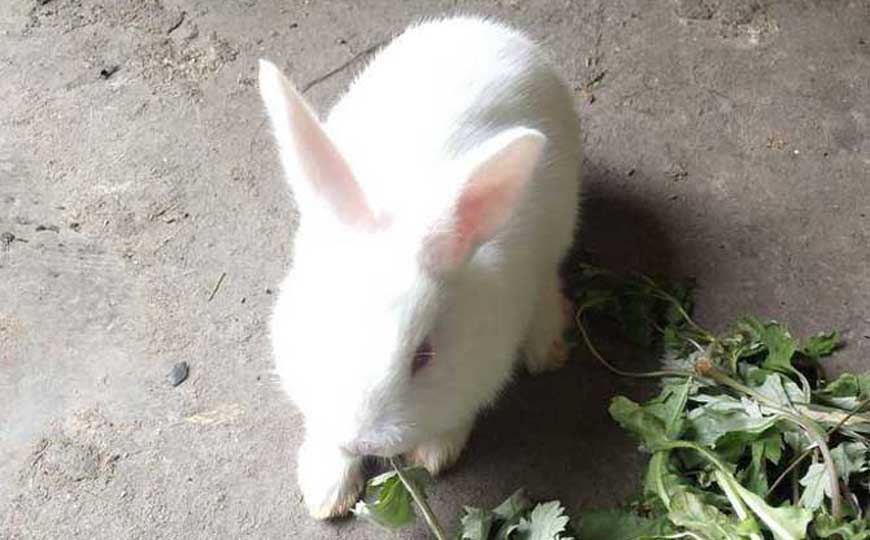 中国白兔
