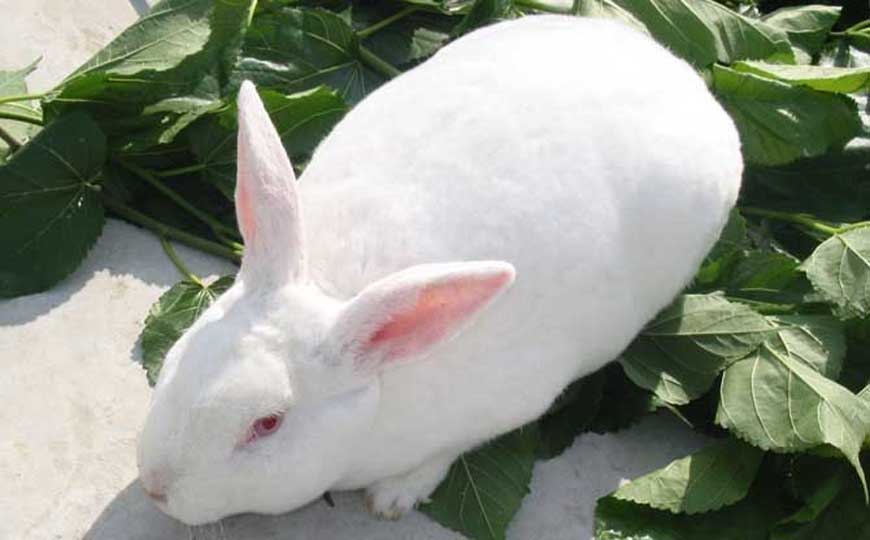 新西兰兔