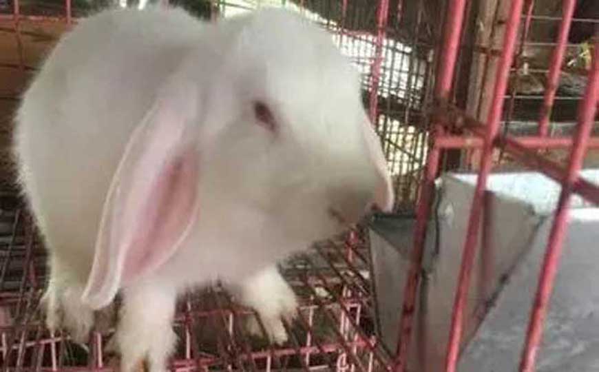 垂耳兔