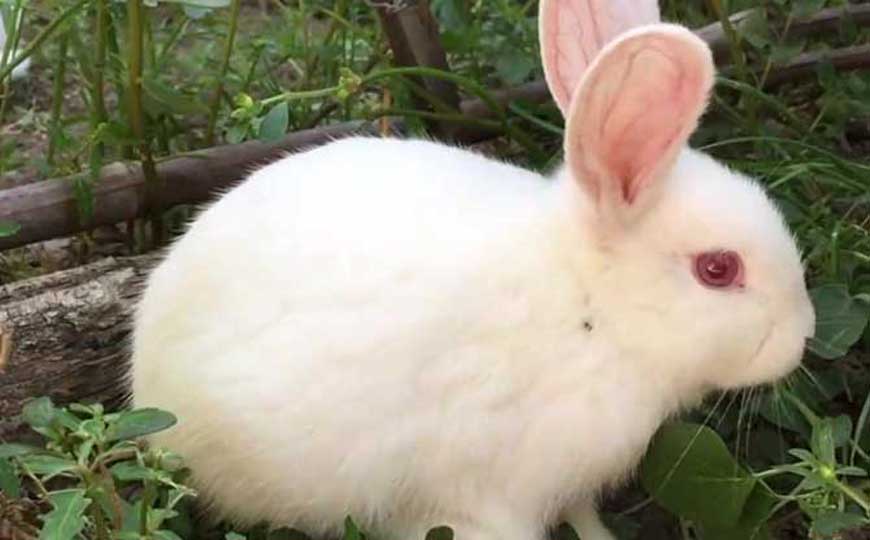 宠物兔