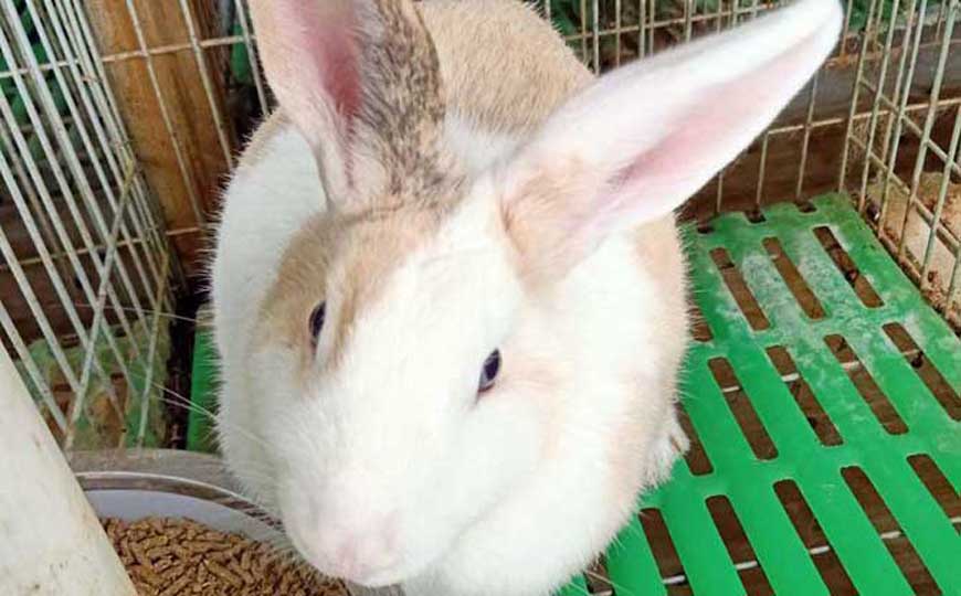 宠物兔
