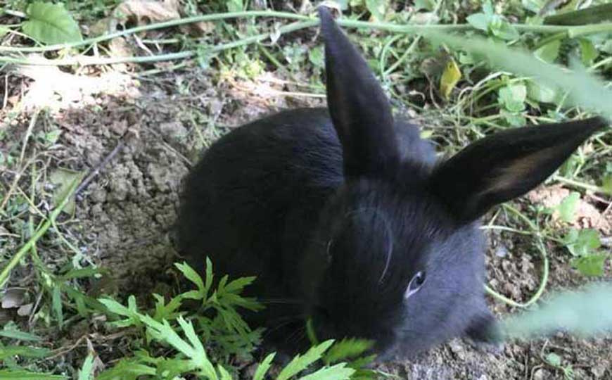 黑兔