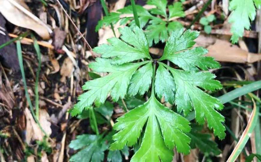黄连(川连、鸡爪连)