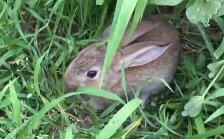 野兔