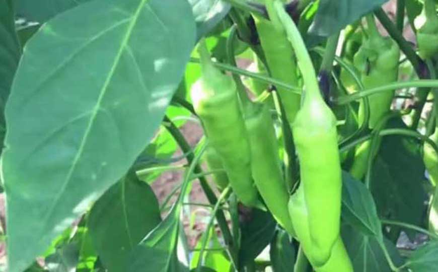 辣椒