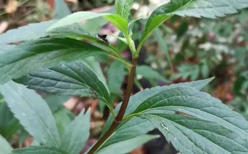 佩兰(兰草、香草)