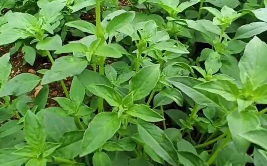 荆芥(猫薄荷、樟脑草)