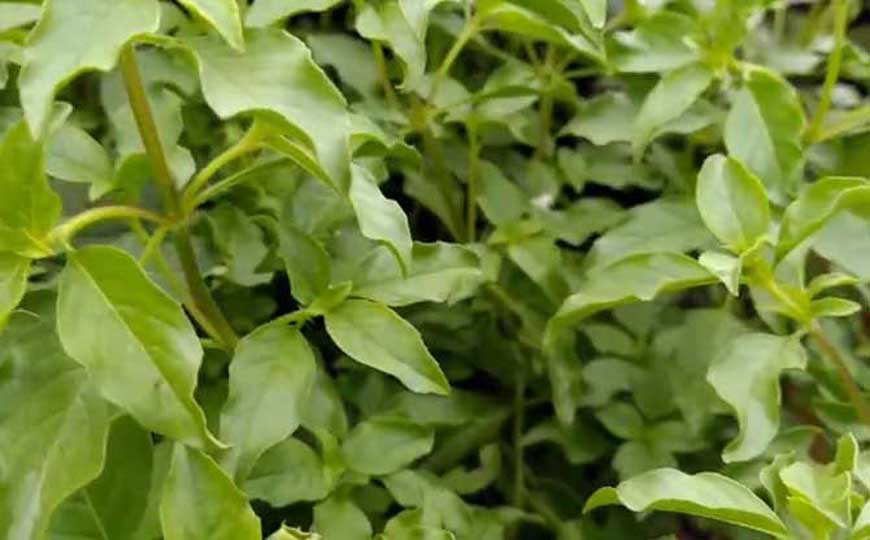 荆芥种子怎么种