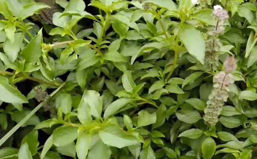 荆芥种子怎么种