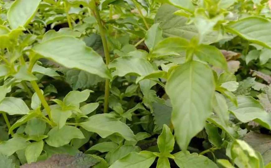 荆芥种子怎么种