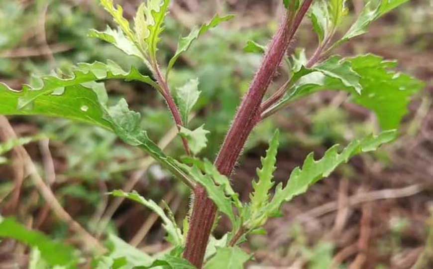 土荆芥