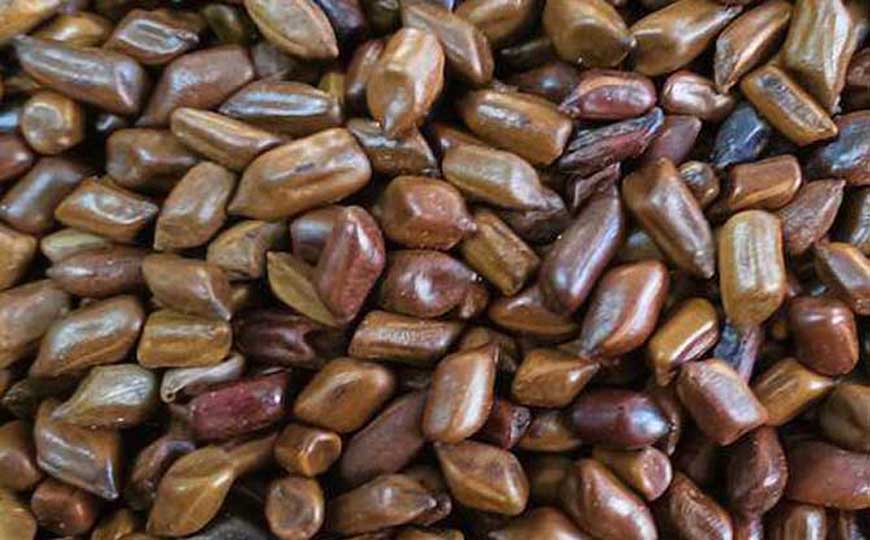 草决明和决明子一样吗？