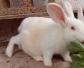 兔子怎么养才好？