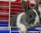 荷兰侏儒兔是什么动物？