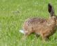 欧洲野兔是什么动物？
