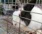 熊猫兔怎么养才好？