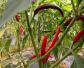 辣椒是什么植物？
