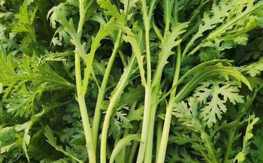 茼蒿(蓬蒿、皇帝菜)