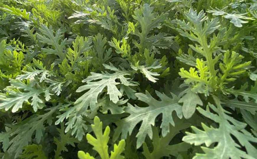 茼蒿是什么植物？