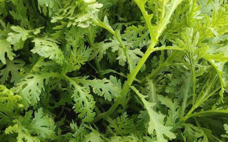 茼蒿的功效与作用及禁忌