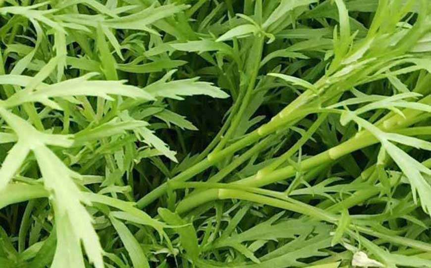 芦蒿和茼蒿的区别