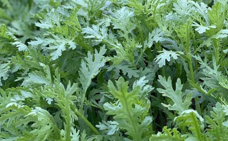 皇帝菜是什么植物？