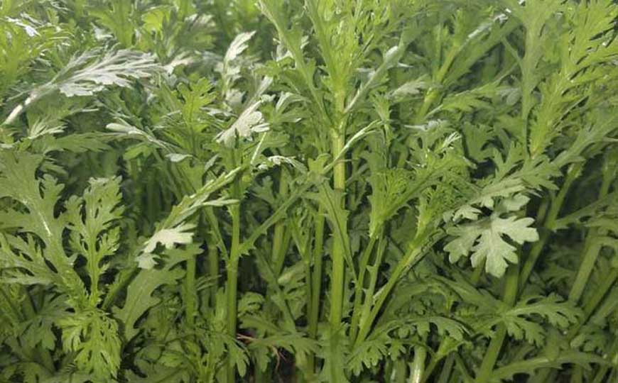 蓬蒿是什么植物？