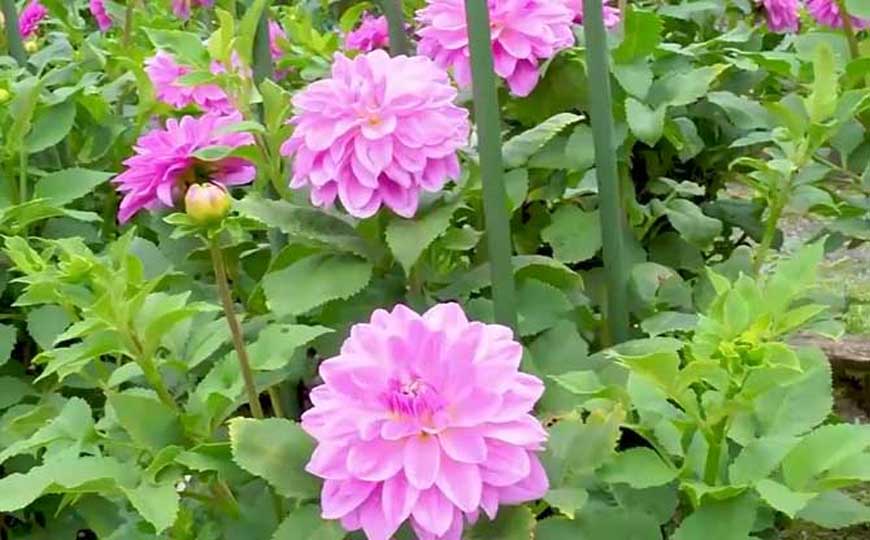 蓬蒿菊是什么植物？