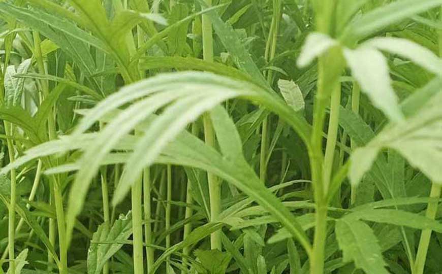 蒌蒿(芦蒿、萎蒿)