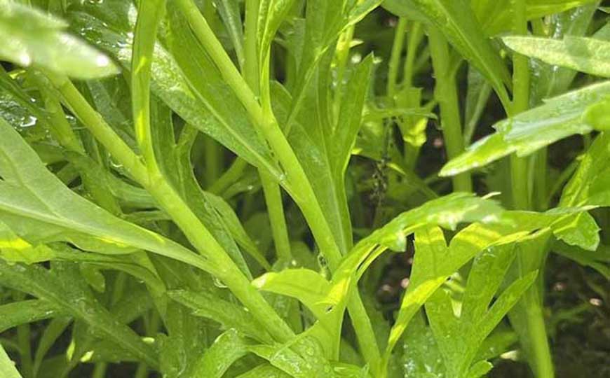 萎蒿是什么植物？