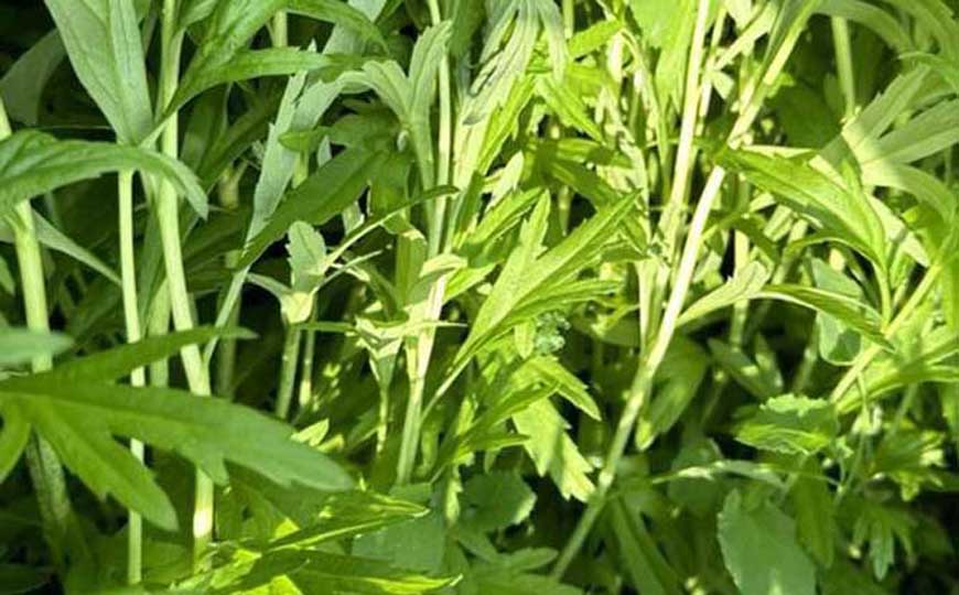 芦蒿种植技术及病害防治