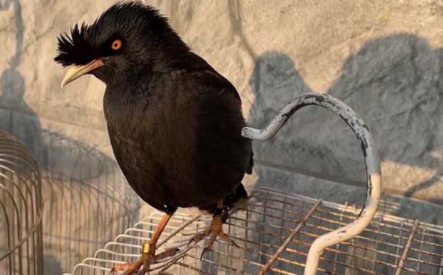 八哥(黑八哥、寒皋)