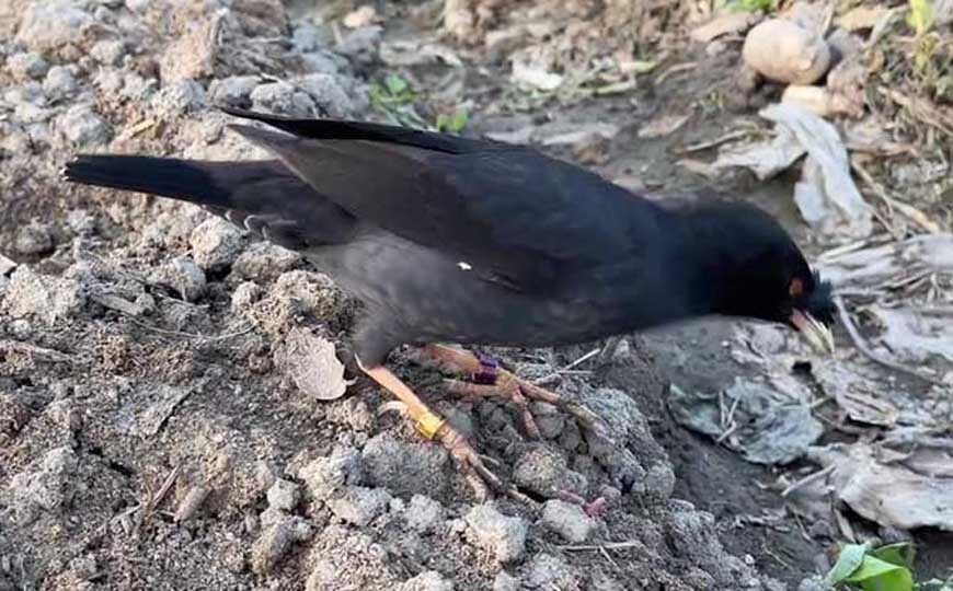 黑八哥是什么动物？