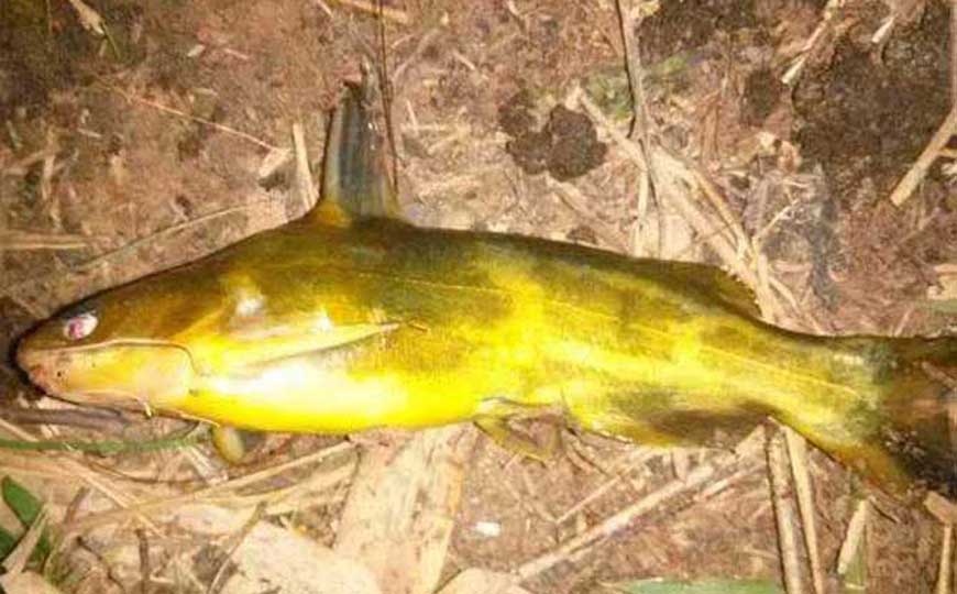 黄颡鱼(黄辣丁、昂刺鱼)