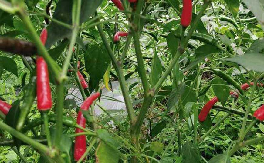 辣椒的英文怎么说？