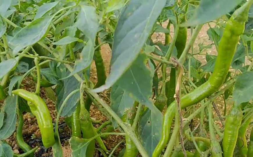 辣椒价格多少钱一斤？