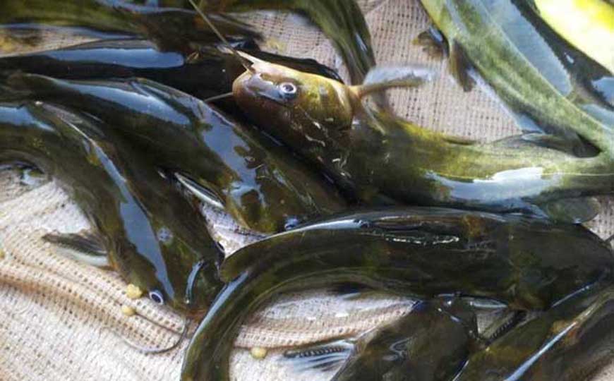 黄蜂鱼是什么鱼？